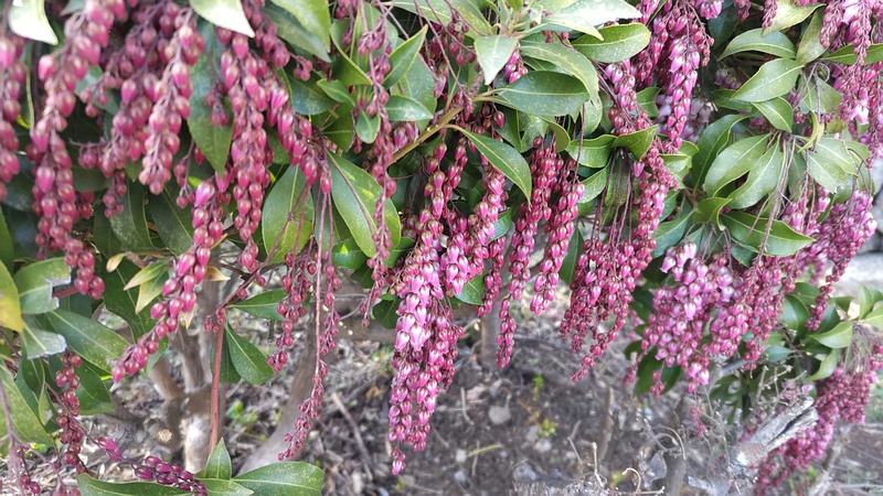 アセビの花 横浜市旭区鶴ヶ峰