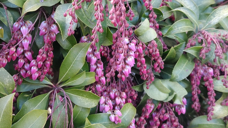 アセビの花 横浜市旭区鶴ヶ峰