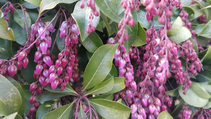アセビの花 横浜市旭区鶴ヶ峰