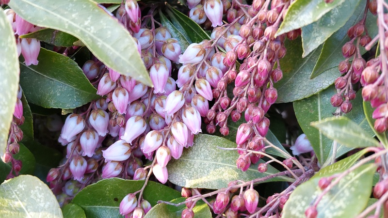 アセビの花 横浜市旭区鶴ヶ峰