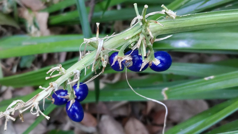 ノシランの果実 横浜市旭区帷子川親水緑道