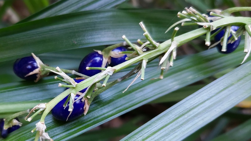 ノシランの果実 横浜市旭区帷子川親水緑道