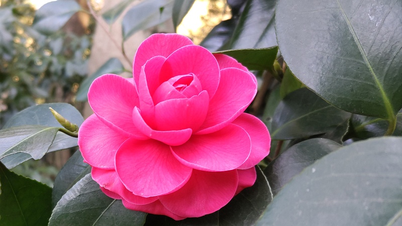 ツバキの花 横浜市旭区帷子川親水緑道