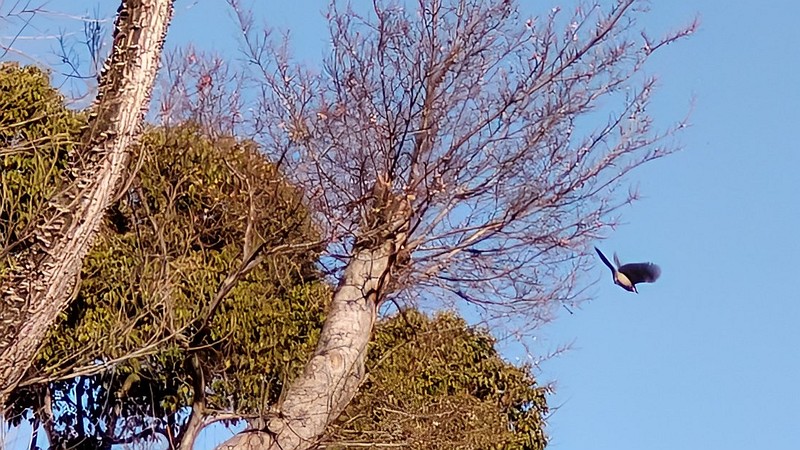 オナガ 東京都大田区平和島公園
