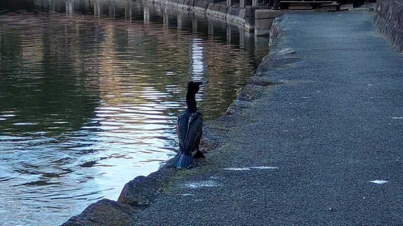カワウ 東京都大田区平和の森公園