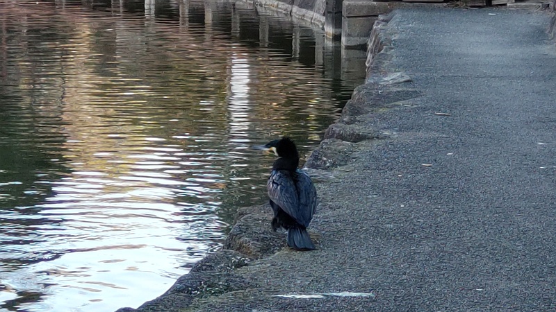 カワウ 東京都大田区平和の森公園