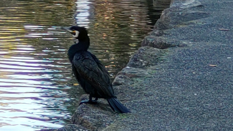 カワウ 東京都大田区平和の森公園