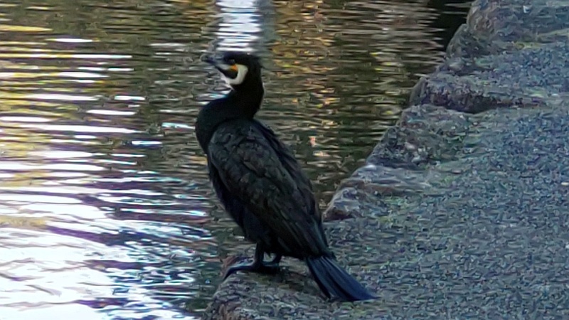 カワウ 東京都大田区平和の森公園