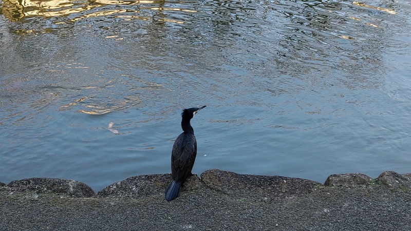 カワウ 東京都大田区平和の森公園