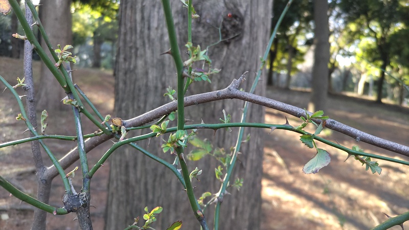 ノイバラ 東京都大田区平和の森公園