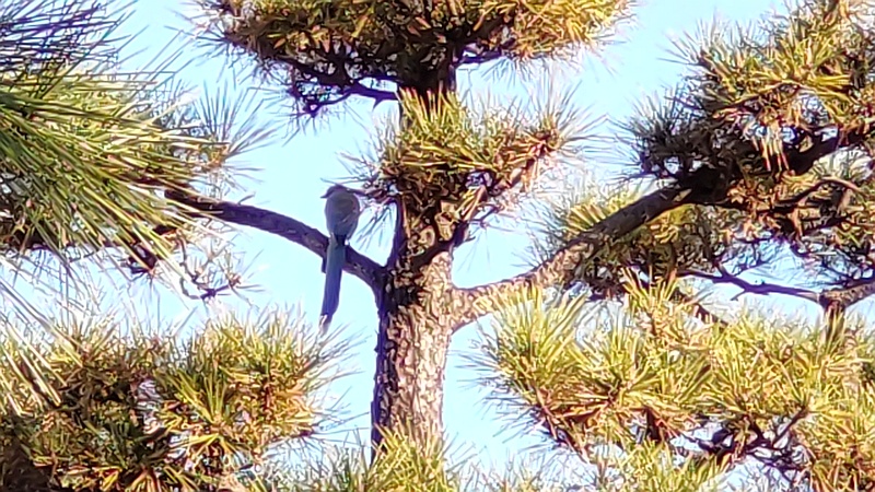 オナガ 東京都大田区平和島公園