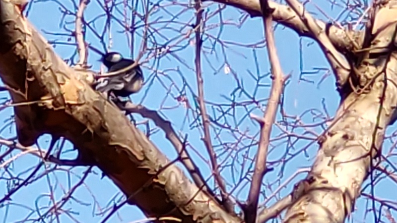 シジュウカラ 東京都大田区平和島公園