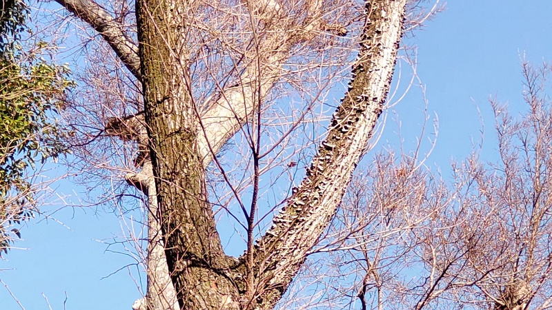 ハルニレ 東京都大田区平和島公園