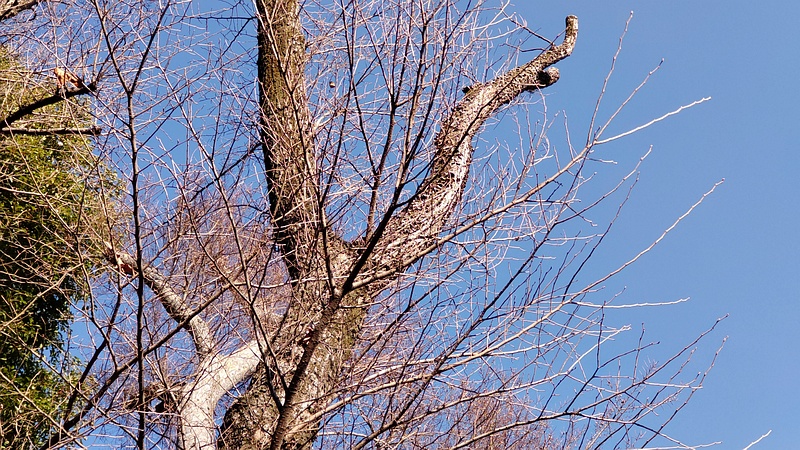ハルニレ 東京都大田区平和島公園