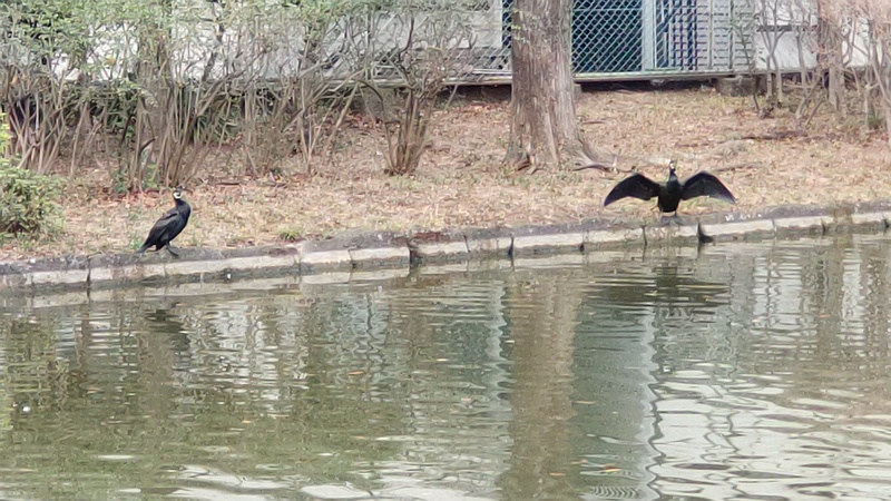 カワウ 東京都大田区平和の森公園
