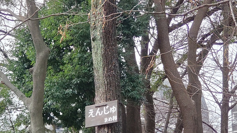 エンジュの名札 東京都大田区平和の森公園