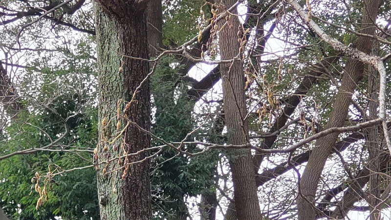 エンジュの名札 東京都大田区平和の森公園