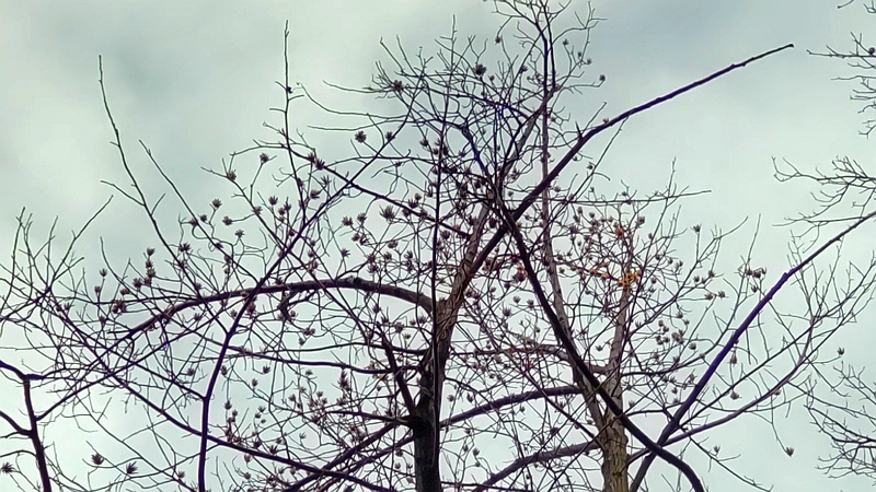 ユリノキの果実 東京都大田区平和の森公園
