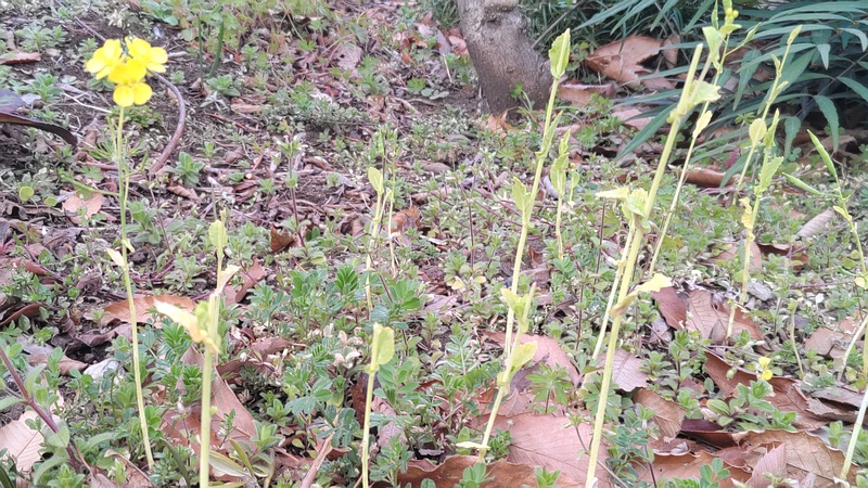 クサノオウ 東京都大田区平和の森公園