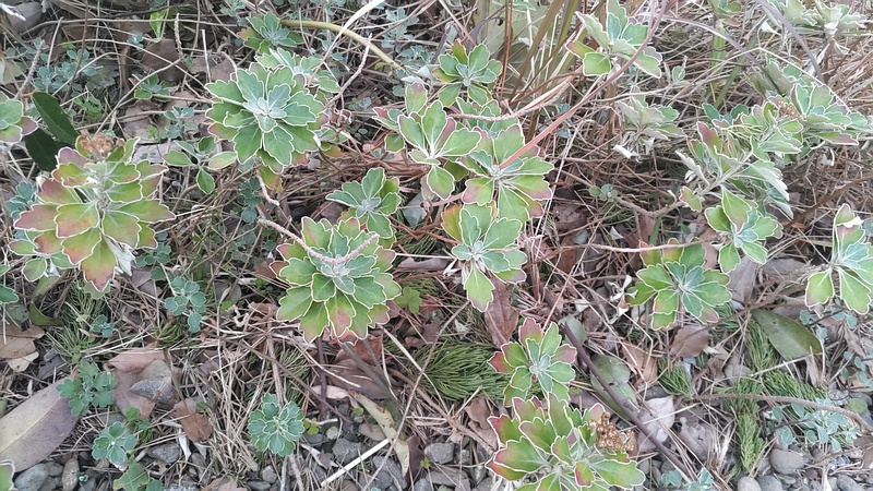 イソギクの葉 東京都大田区平和の森公園