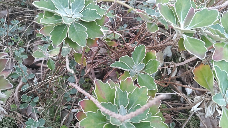 イソギクの葉 東京都大田区平和の森公園