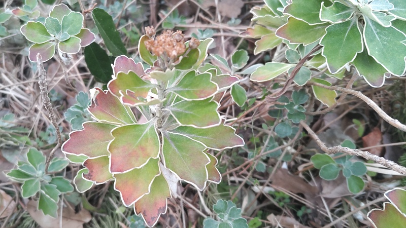 イソギクの種 東京都大田区平和の森公園