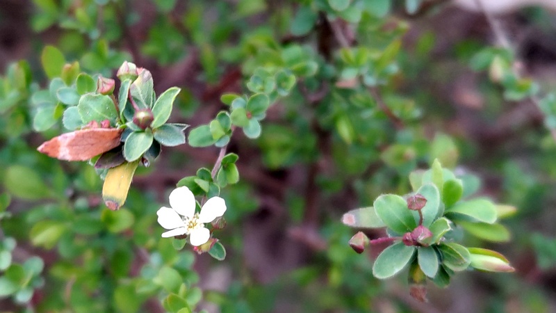 ユキヤナギの花 東京都大田区平和の森公園