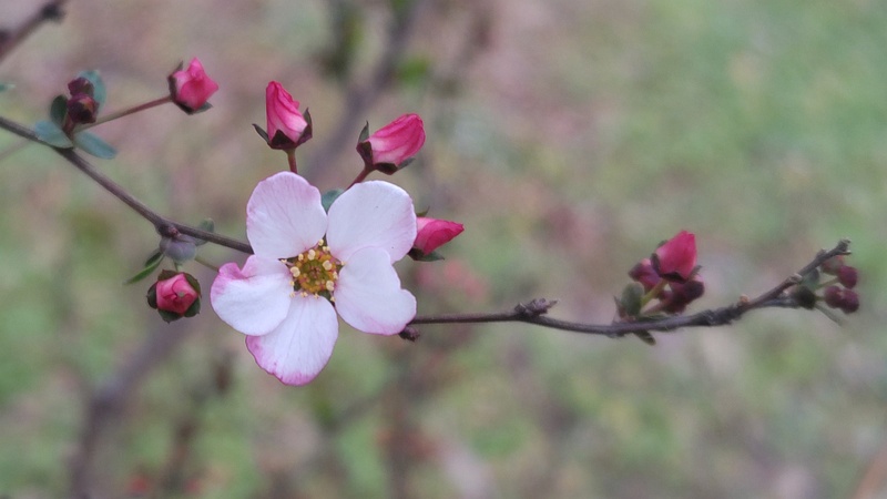 ピンクユキヤナギの花 東京都大田区平和島公園