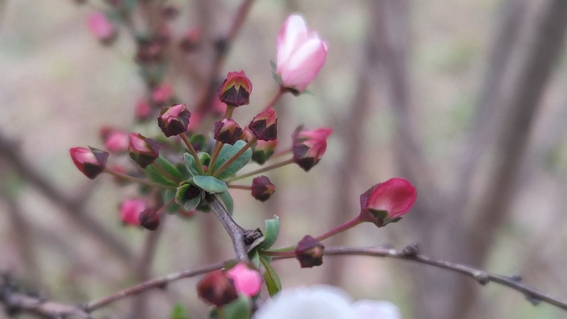 ピンクユキヤナギの花 東京都大田区平和島公園