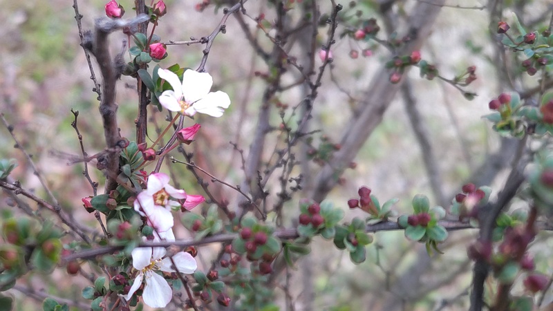 ピンクユキヤナギの花 東京都大田区平和島公園