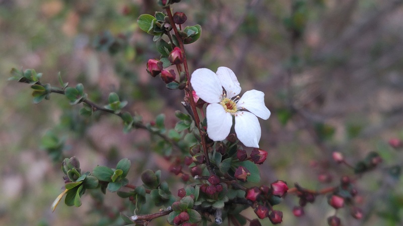 ピンクユキヤナギの花 東京都大田区平和島公園