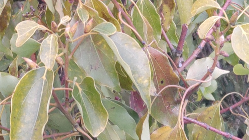 クスノキの冬芽 東京都大田区平和島公園