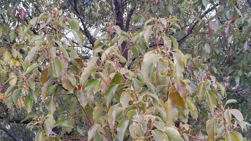 クスノキの冬芽 東京都大田区平和島公園