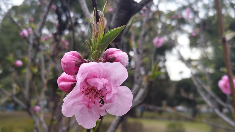 ハナモモの花 東京都大田区平和島公園