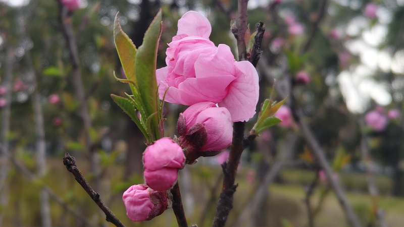 ハナモモの花 東京都大田区平和島公園