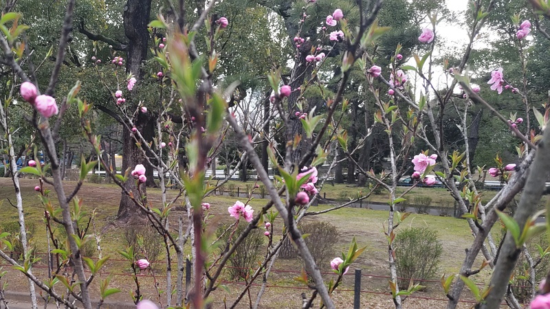 ハナモモの花 東京都大田区平和島公園