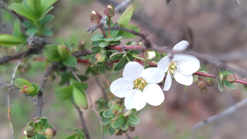 ユキヤナギの花 東京都大田区平和島公園