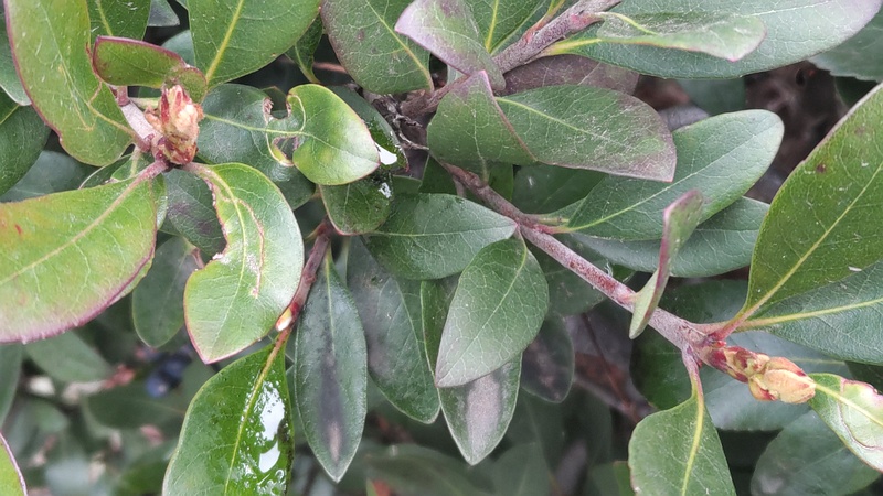 シャリンバイの冬芽 東京都大田区平和島公園