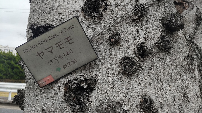 ヤマモモの名札 東京都大田区平和島公園