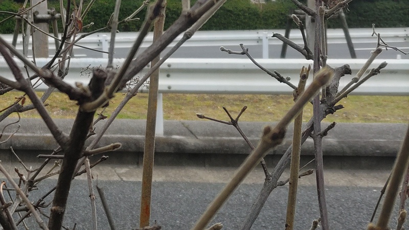 ガマズミの冬芽 東京都大田区平和島公園