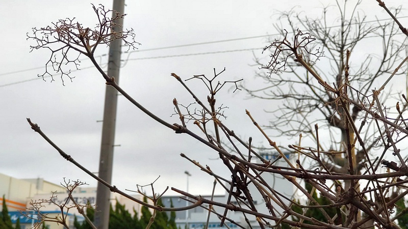 ガマズミの冬芽 東京都大田区平和島公園