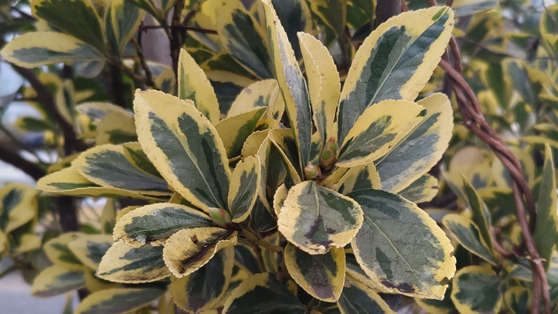 フイリマサキの冬芽 東京都大田区平和島公園