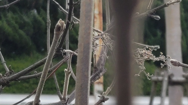 ガマズミの冬芽 東京都大田区平和島公園