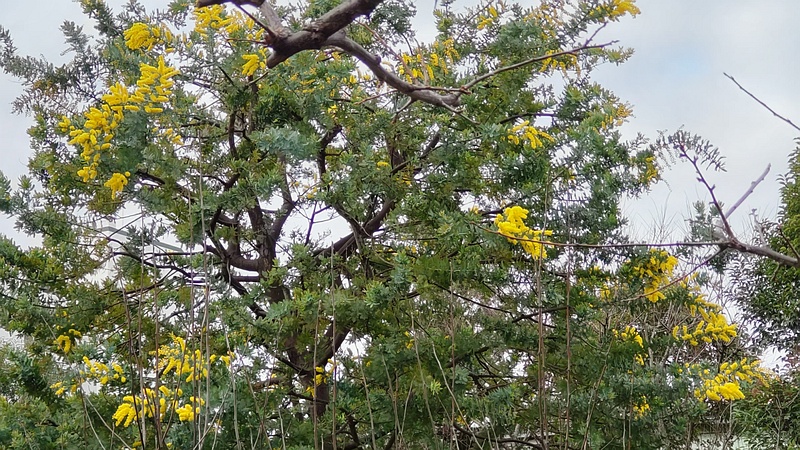 ギンヨウアカシアの花 東京都大田区平和の森公園