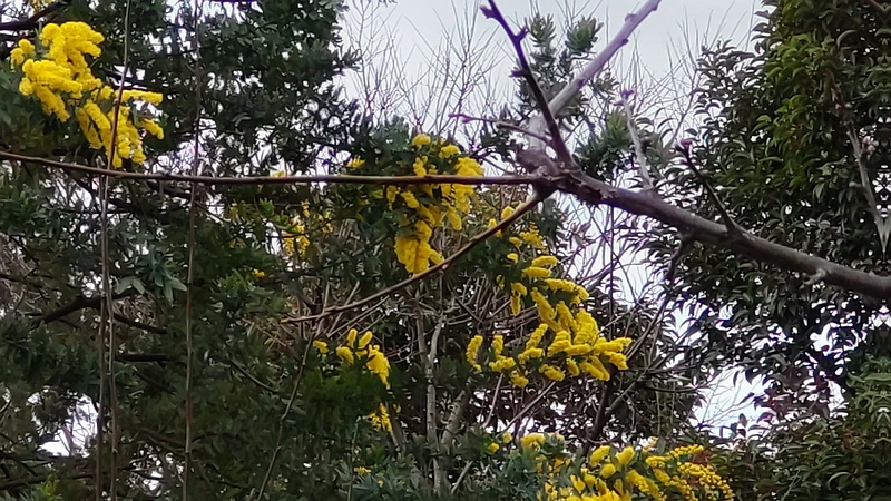 ギンヨウアカシアの花 東京都大田区平和の森公園