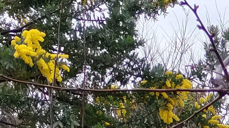 ギンヨウアカシアの花 東京都大田区平和の森公園