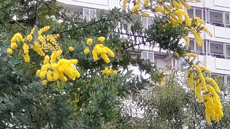 ギンヨウアカシアの花 東京都大田区平和の森公園