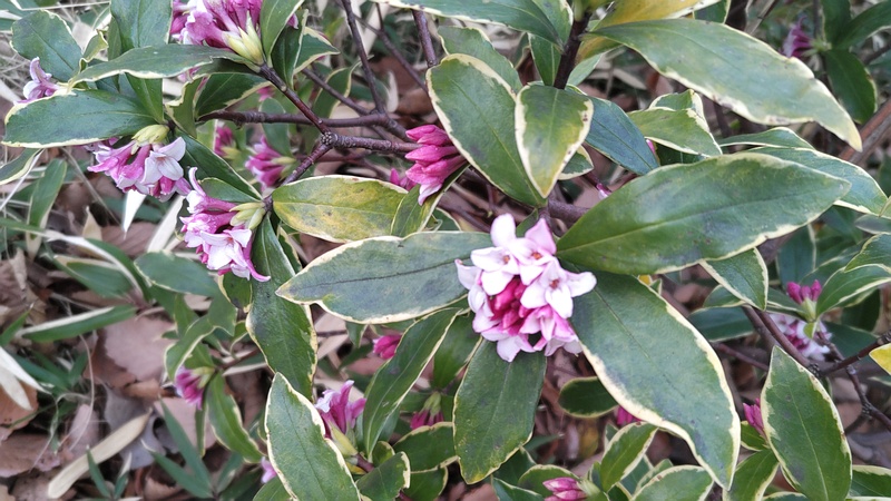 ジンチョウゲの花 東京都大田区平和の森公園