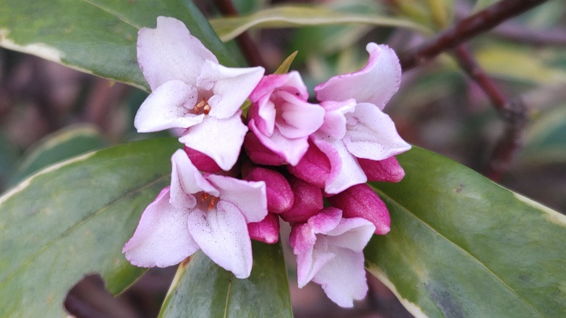 ジンチョウゲの花 東京都大田区平和の森公園