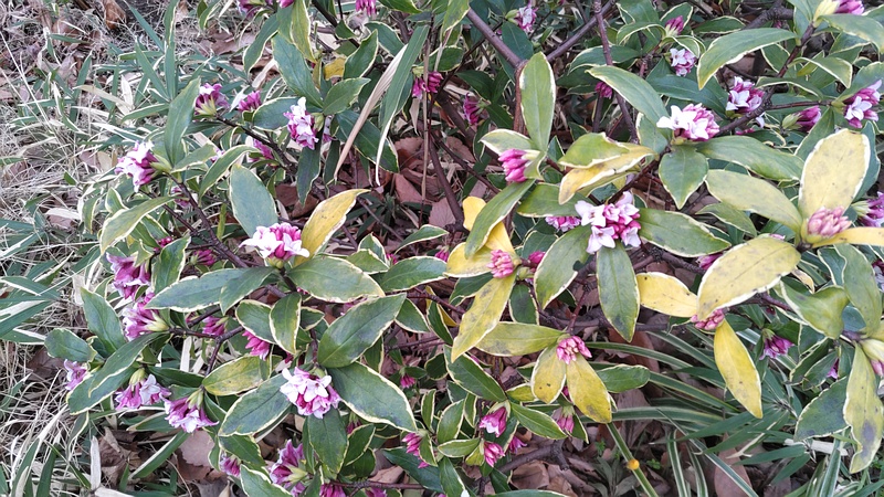 ジンチョウゲの花 東京都大田区平和の森公園